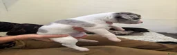 Lurcher dogs for sale: Lurchers for sale - Advert 3