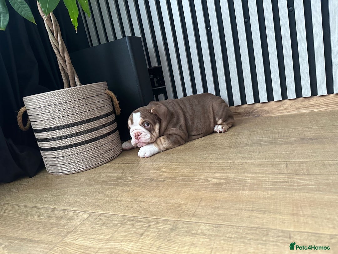 English Bulldog dogs for sale: Our girl looking for a warm sofa and fully love🏠 - Advert 8