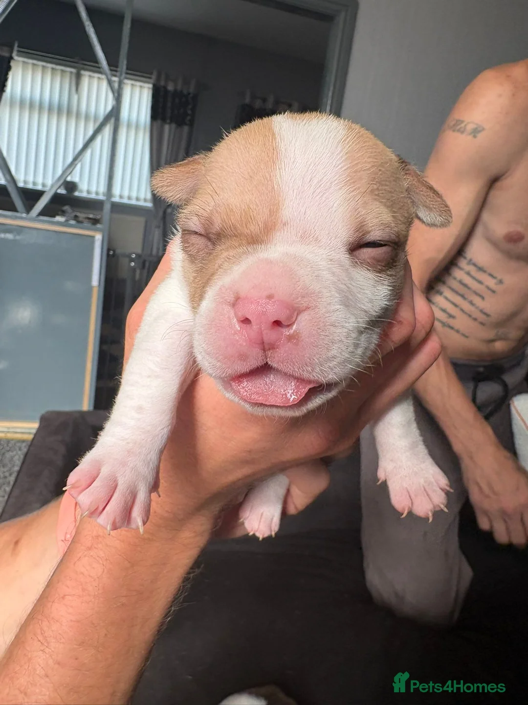 Mixed Breed dogs for sale: Staffordshire bull terrier x pocket bully  in Sheffield - Advert 7