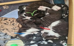 British Shorthair cats for sale: British Shorthair Mix Kittens  - Image 23