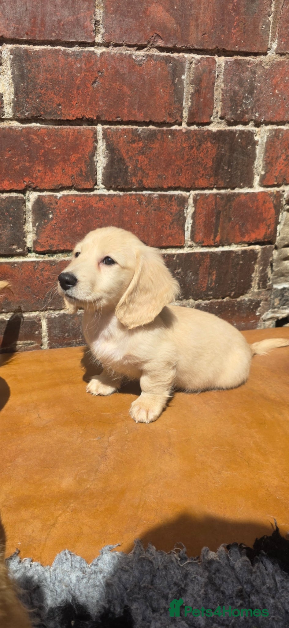 Miniature Dachshund dogs Cream Miniature long-haired  - Advert 17