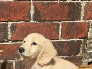 Miniature Dachshund dogs Cream Miniature long-haired - Advert 17
