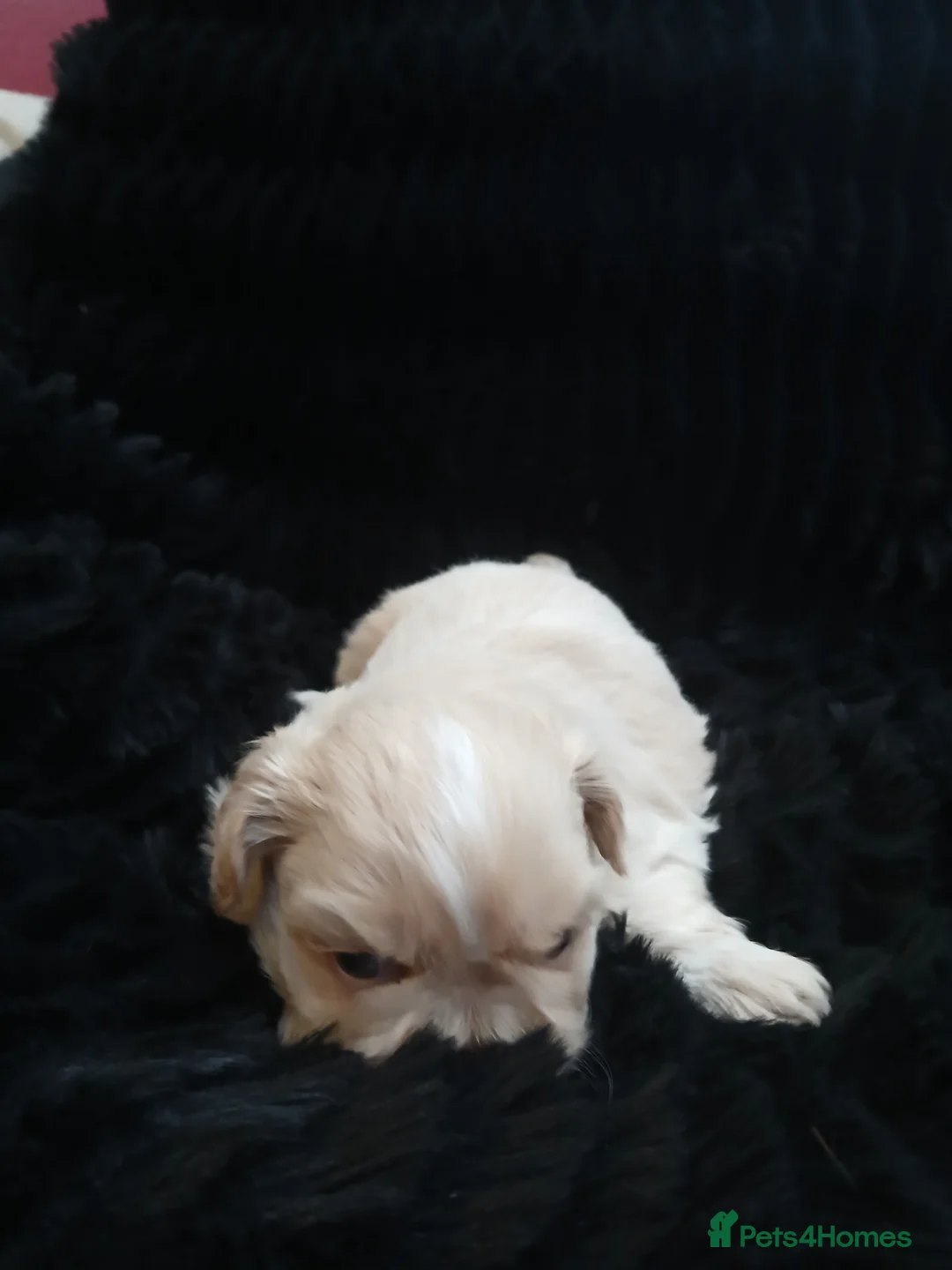 Shih Tzu dogs for sale: 4 Shih-tzu boy puppies for sale 1200/1300 - Advert 16