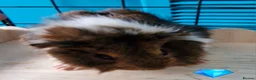 Guinea Pig rodents for sale: Beautiful funky guinea pigs - Advert 28