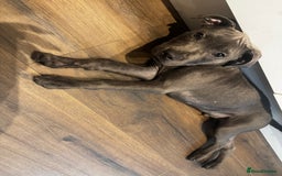 Staffordshire Bull Terrier dogs for sale: Staffordshire terrier pup boy 3 months old ;) - Image 5