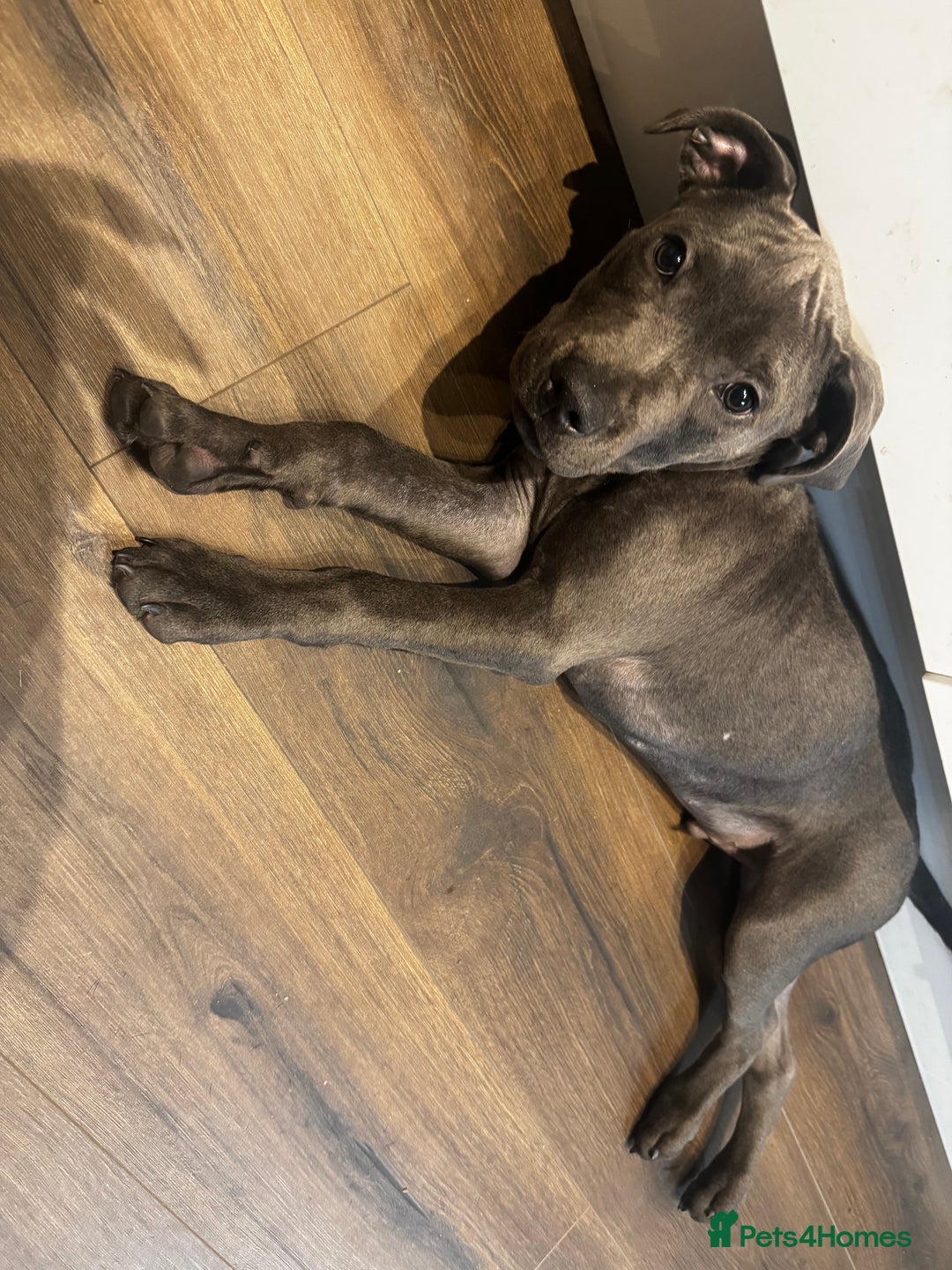Staffordshire Bull Terrier dogs for sale: Staffordshire terrier pup boy 3 months old ;) - Image 5