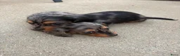 Miniature Dachshund dogs for sale: Champion bloodline miniature long haired dachshund - Advert 7