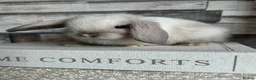 Mini Lop rabbits for sale: 🦋 Mini lop Babys 🦋 - Advert 22