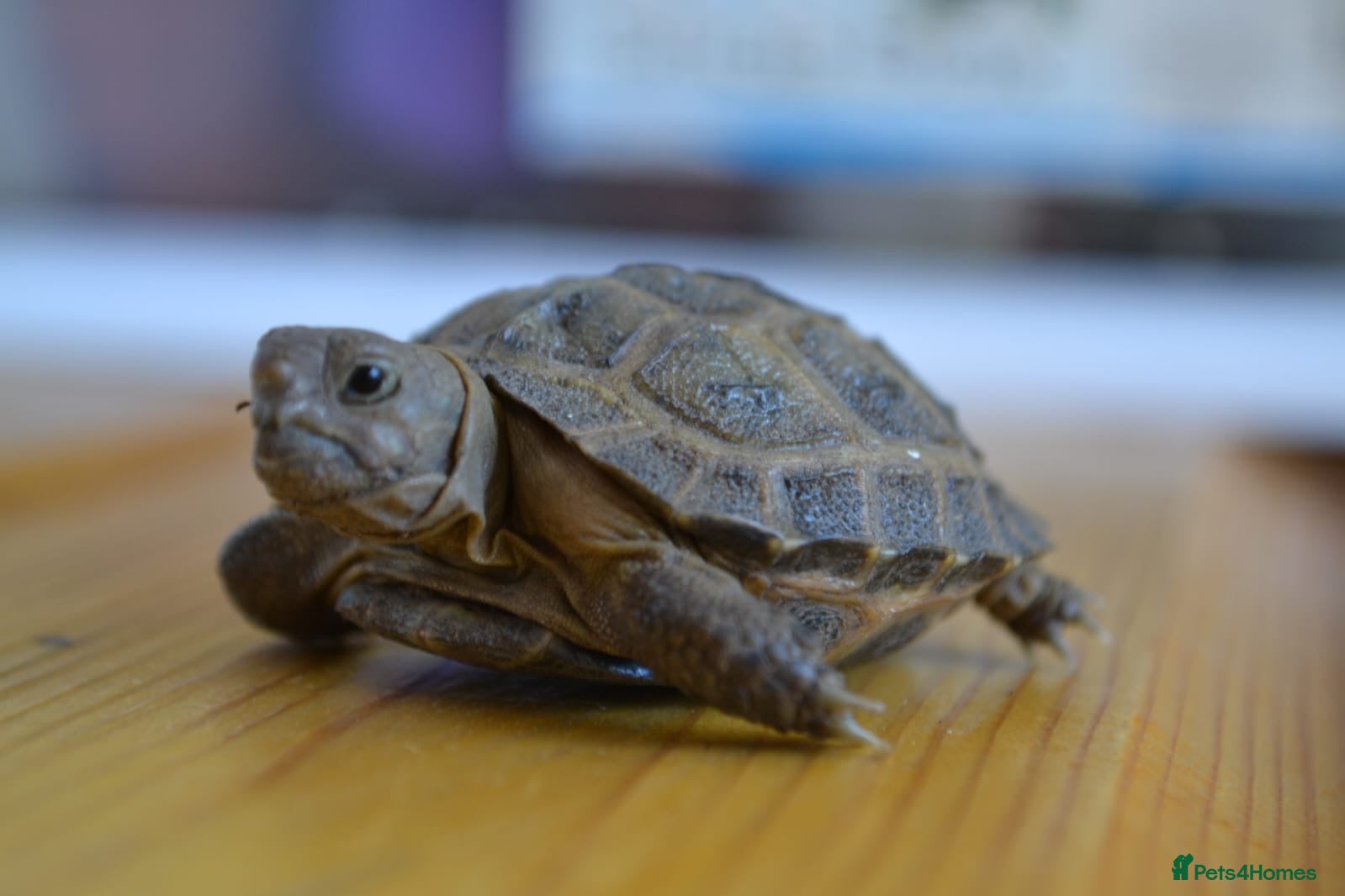 Tortoise reptiles Baby Horsfield Tortoise 2026 Hatchlings - Advert 1