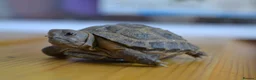Tortoise reptiles for sale: Baby Horsfield Tortoise 2026 Hatchlings - Advert 1