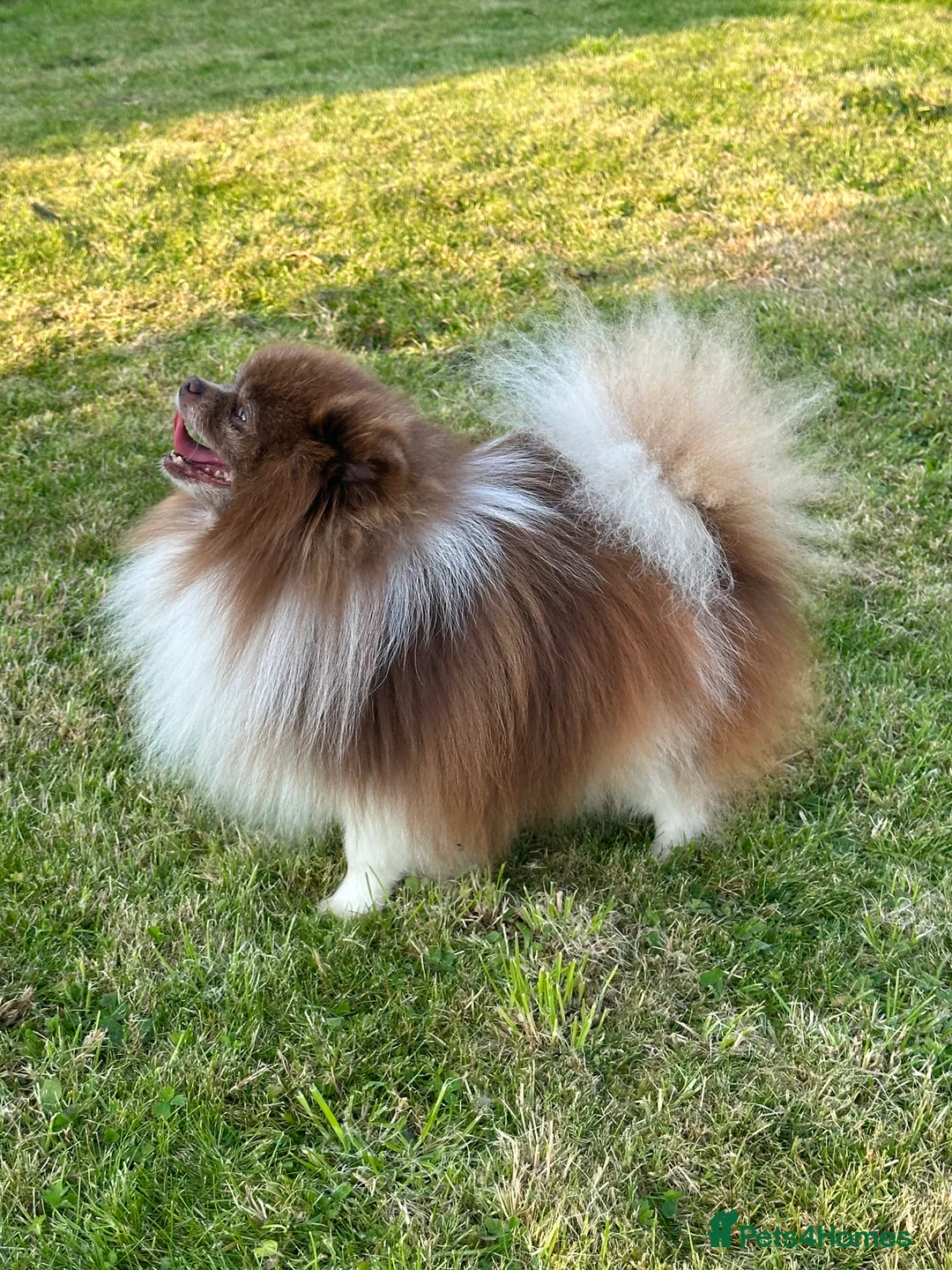 Pomeranian dogs for stud: Short and compact chocolate party colour boy in Lanark - Advert 14