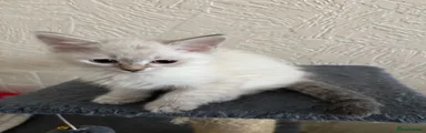 Siberian Kitten 1