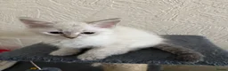 Siberian cats for sale: Siberian kittens  - Advert 8