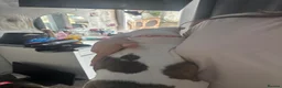 Staffordshire Bull Terrier dogs for sale: Staffordshire bull terrier puppies  - Advert 5