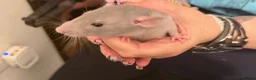 Rat rodents for sale: Adorable baby dumbo rats  - Advert 4