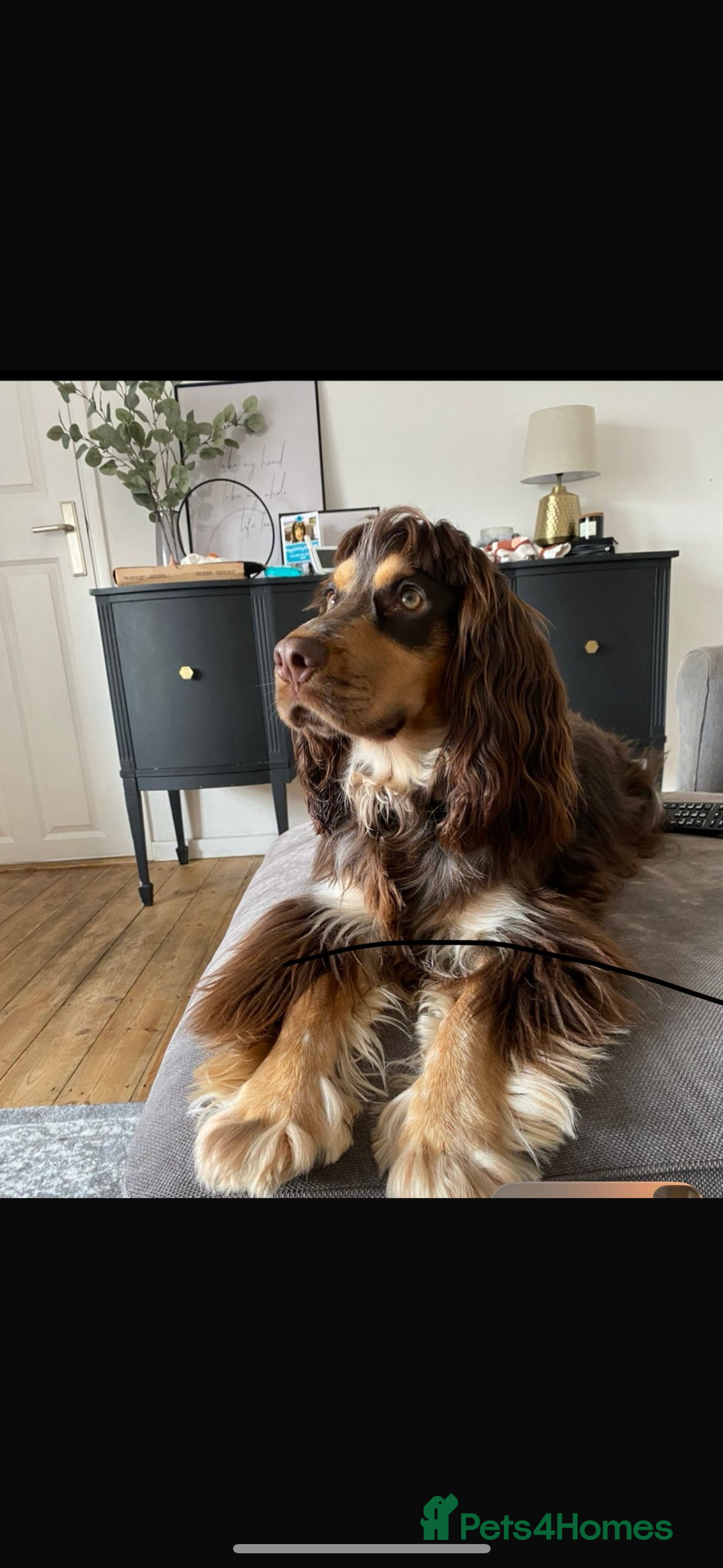 Sprocker dogs for sale: Beautiful spaniel puppies  - Image 13