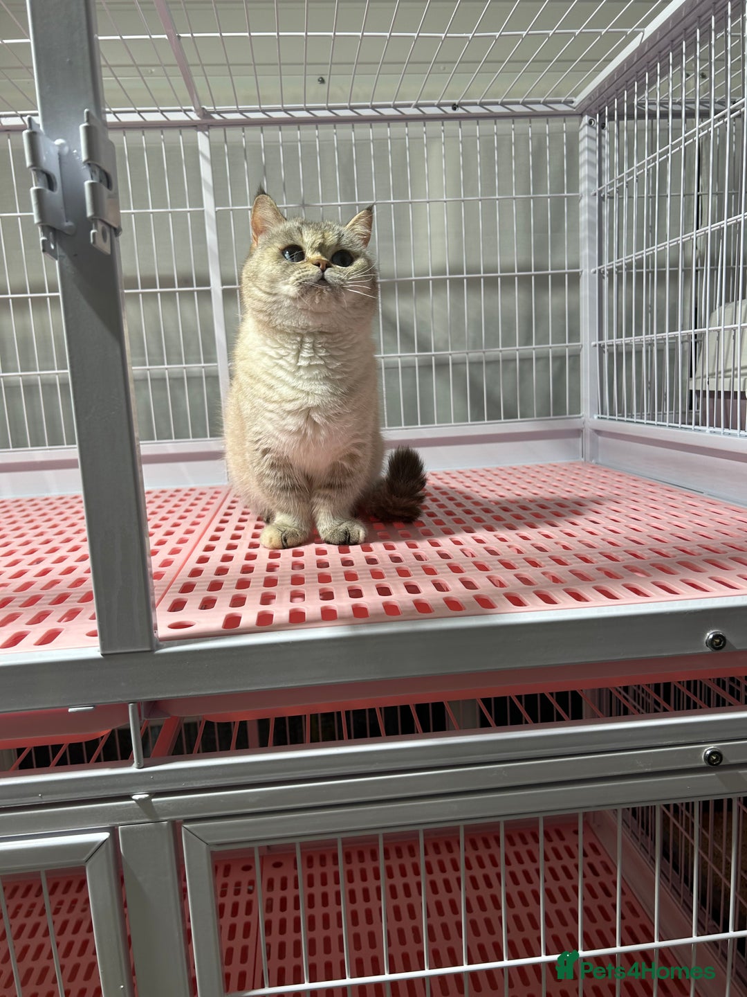 Napoleon cats for sale: Cute longhair long leg minuet - Advert 2