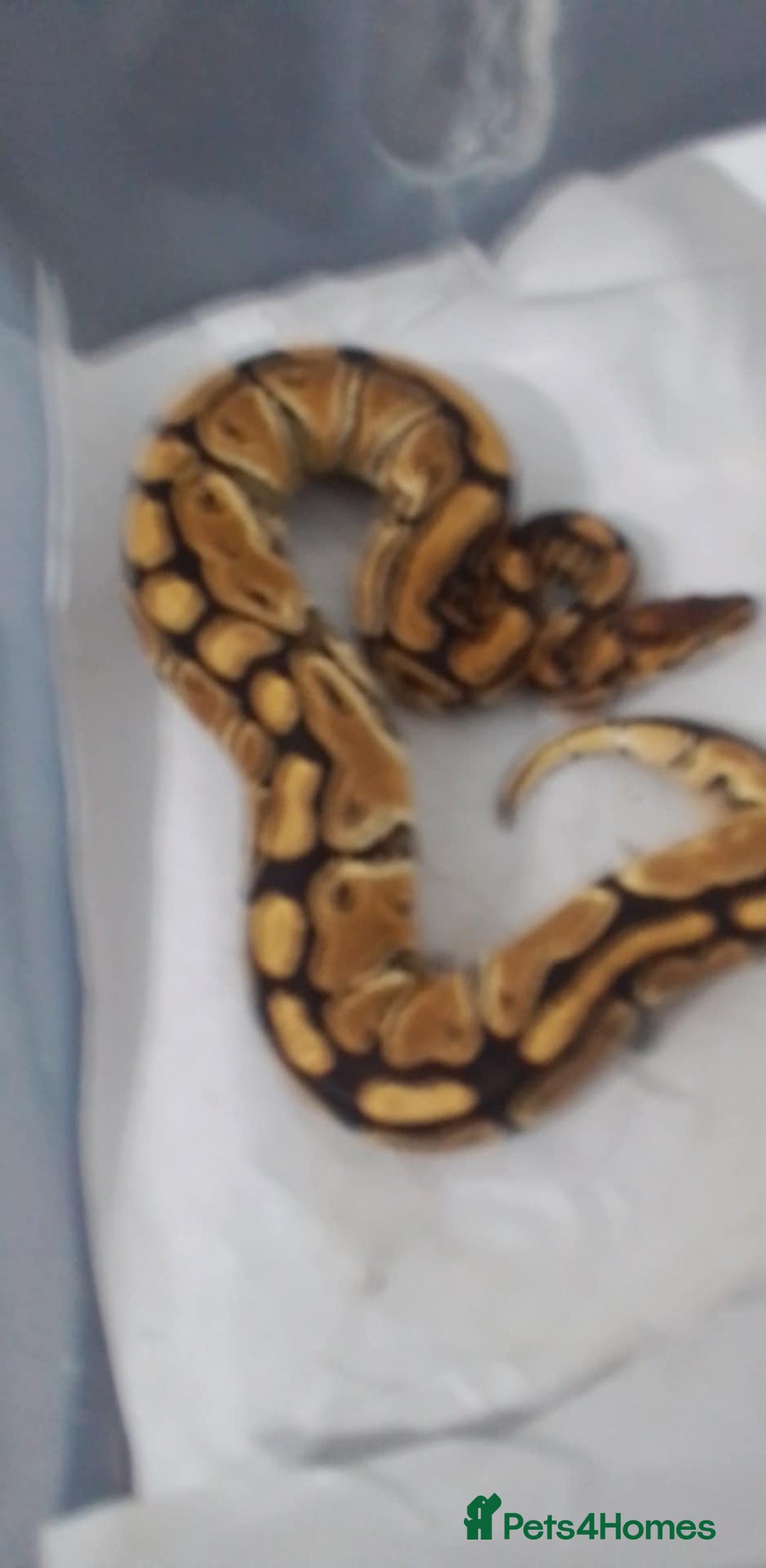 Python Snake reptiles for sale: Ball pythons for sale  - Advert 9