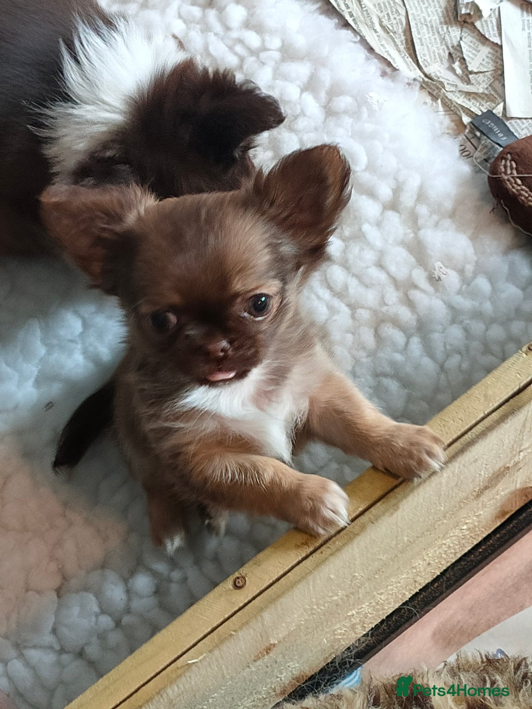 Chihuahua dogs for sale: Only one beautiful boy left,he's totally stunning  - Image 40