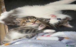 RagaMuffin cats for sale: Beautiful ragdoll x kittens 1 LEFT READY NOW - Image 28