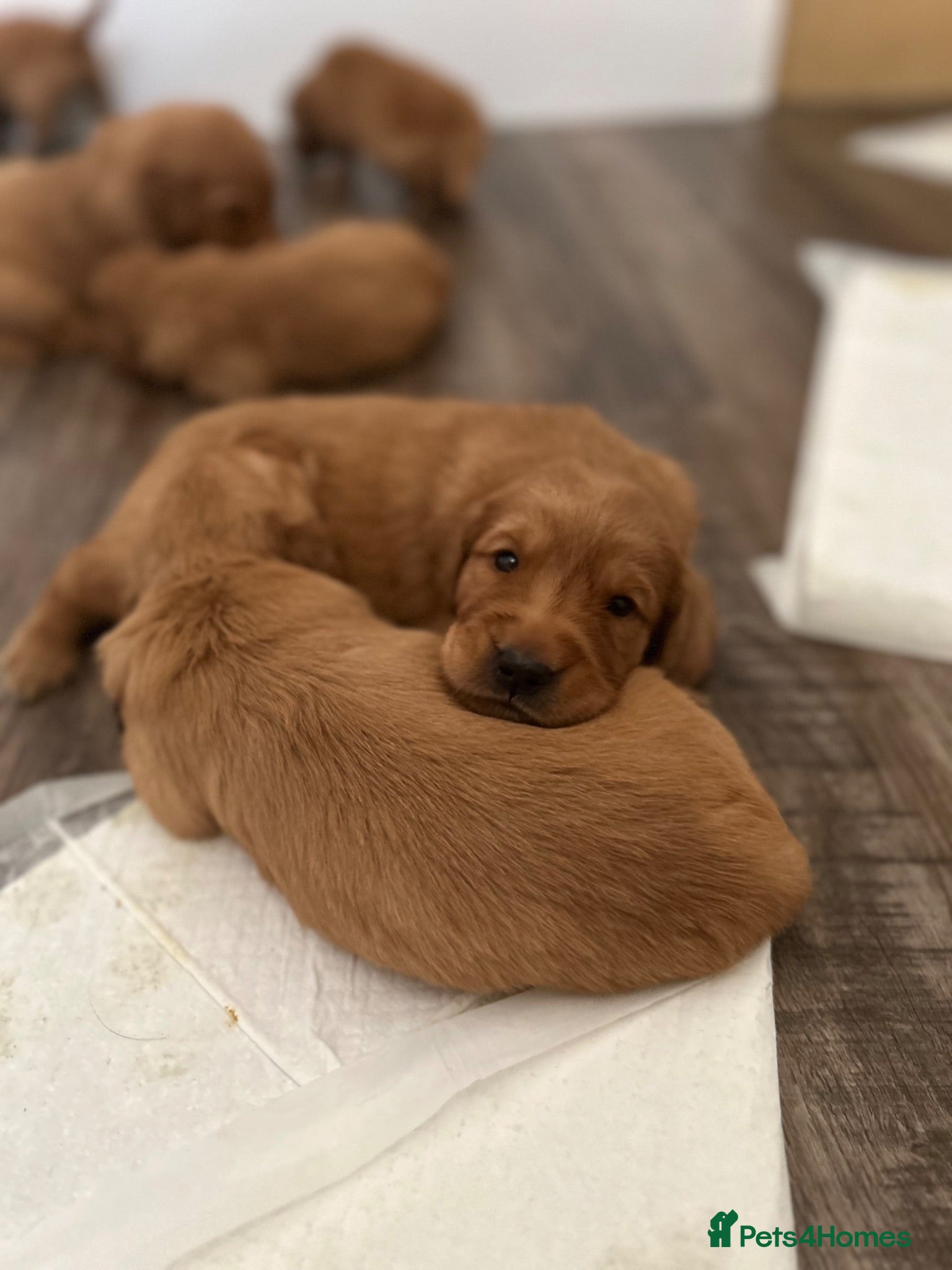 Golden Retriever dogs Beautiful litter of dark red golden retriever pups - Advert 2