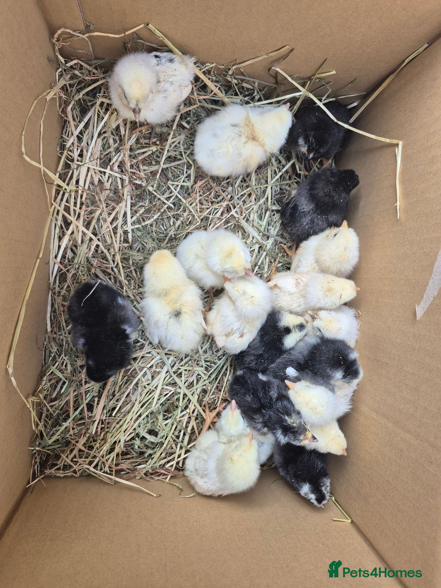 Chickens poultry Duckling and chicks available - Advert 13
