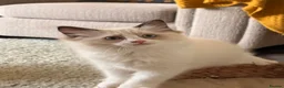 Ragdoll cats for sale: Last remaining Female Ragdoll GCCF Kitten - Advert 18