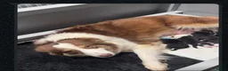 Australian Shepherd dogs for stud: Proven Australian Shepherd Stud - Advert 3