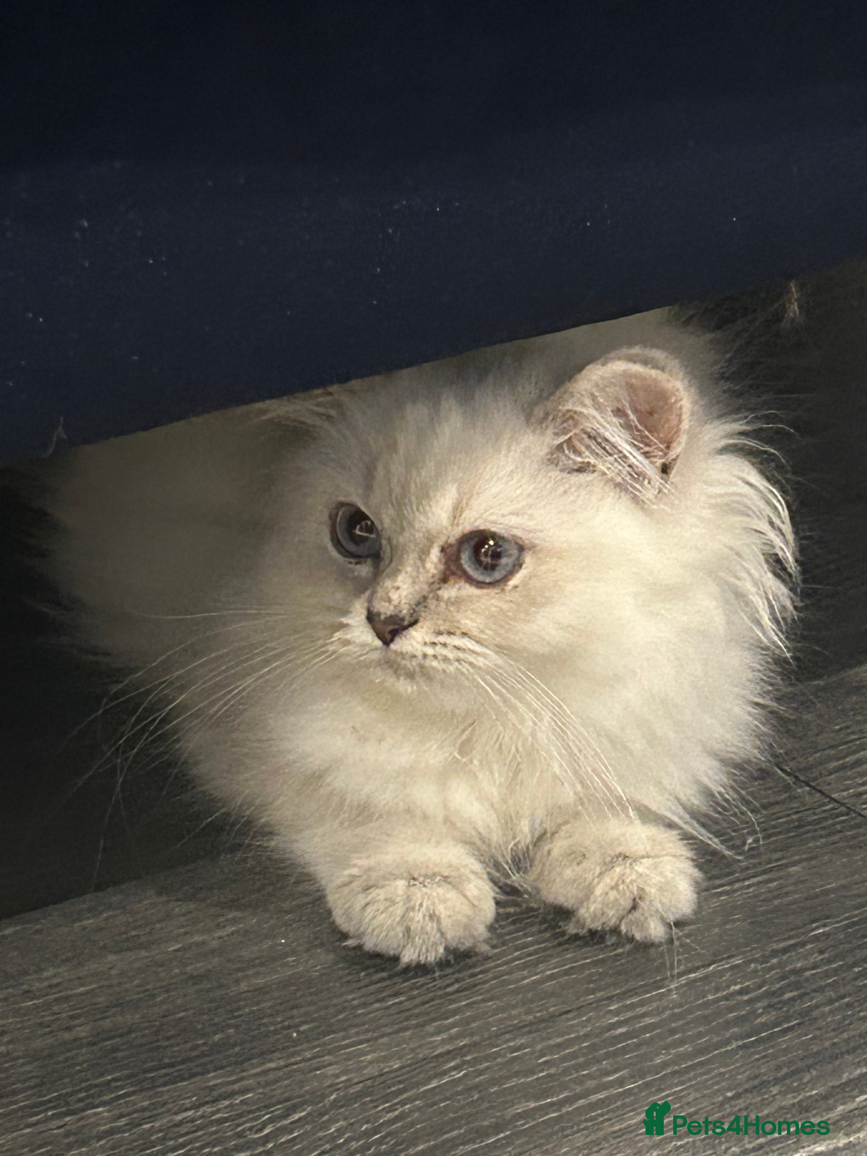 British Longhair cats Lilac golden tip female  - Advert 6