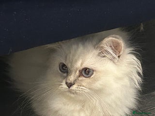 British Longhair cats Lilac golden tip female - Advert 6