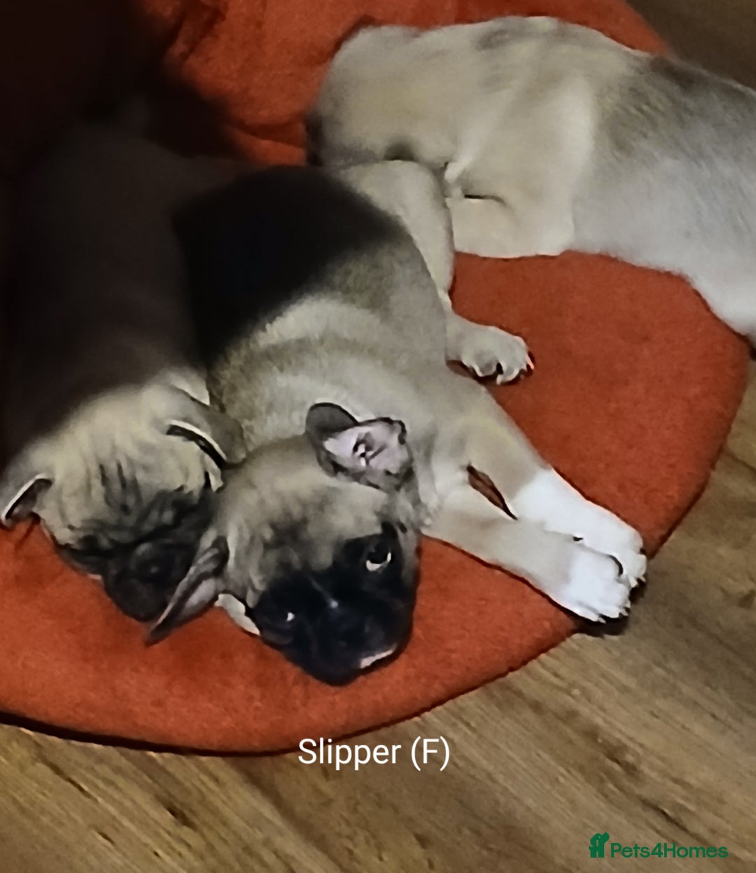 Pug dogs for sale: 4 beautiful Pug puppies for sale. - Image 16