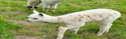Alpaca livestock for sale: Special breeding  group of 10 stunning Alpaca in Llandovery - Advert 4