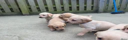 Goldador dogs for sale: Beautiful dark goldador puppies last few left 😍 - Advert 6