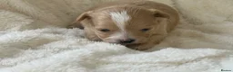Maltipoo dogs for sale: Stunning Maltipoo’s - Advert 11