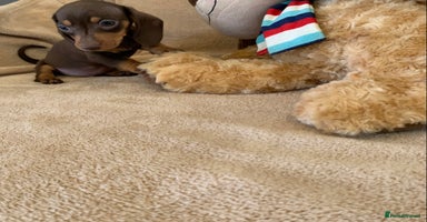 Dachshund dogs - Advert 6