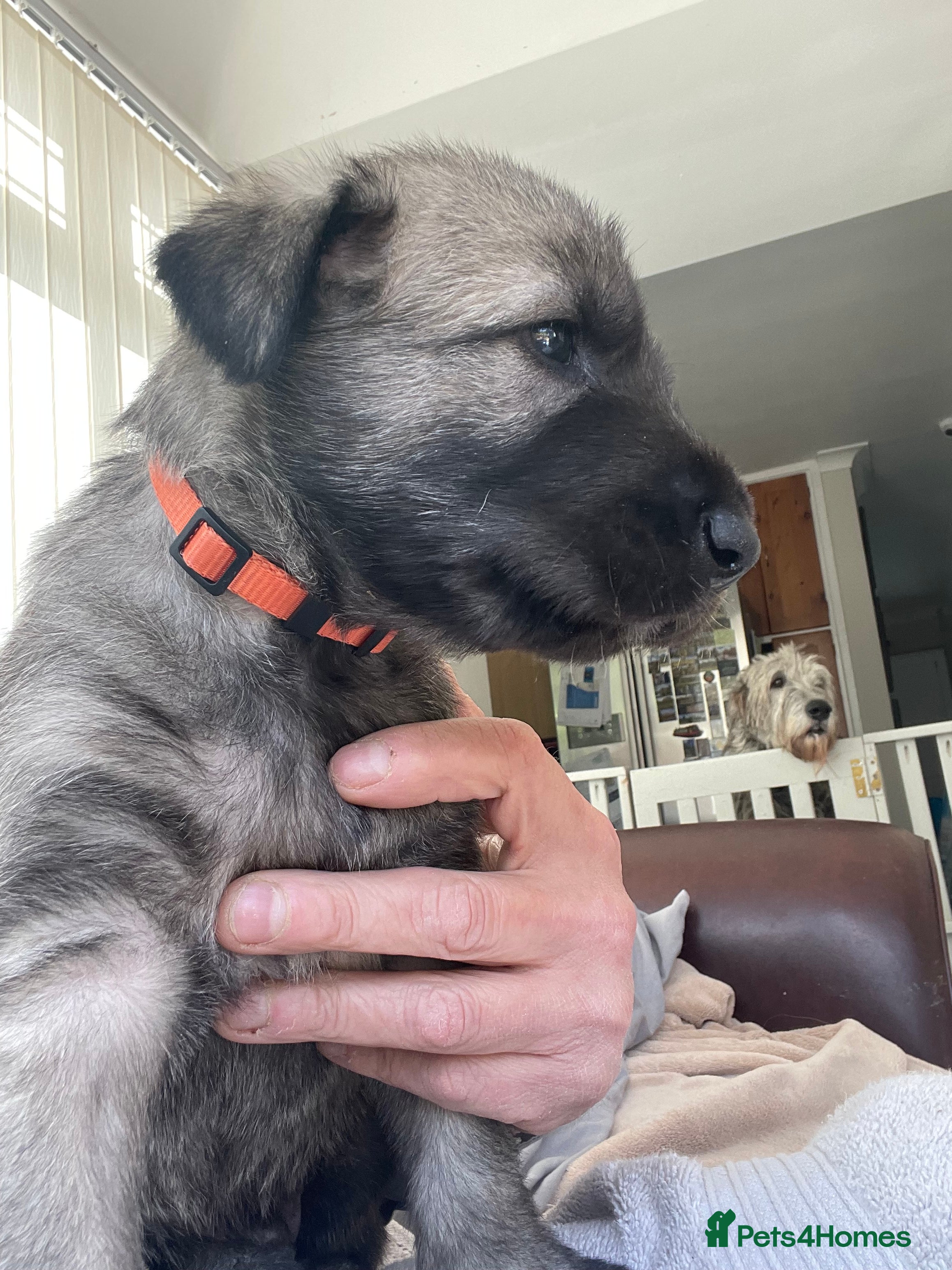 Irish Wolfhound dogs Beautiful Irish wolfhound puppies  - Advert 2