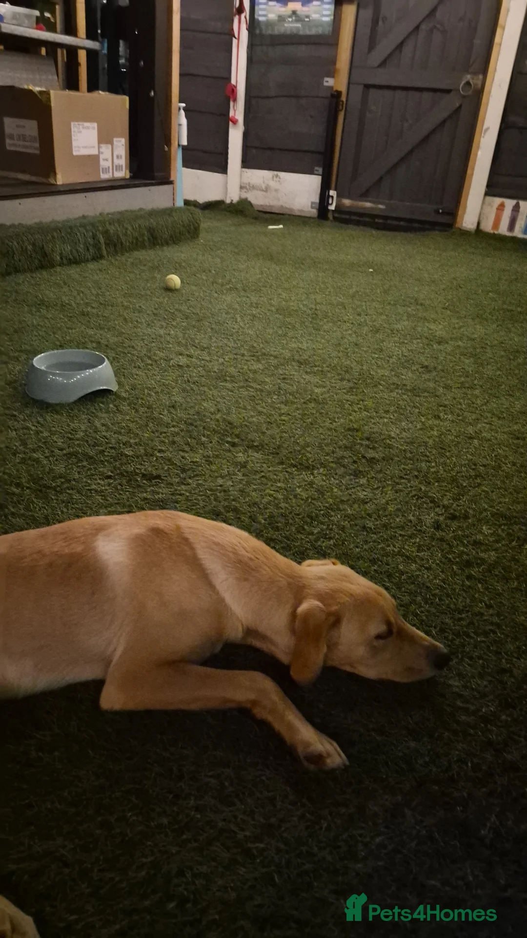 Labrador Retriever dogs for sale: Labrador for reluctant sale in Manchester - Advert 2