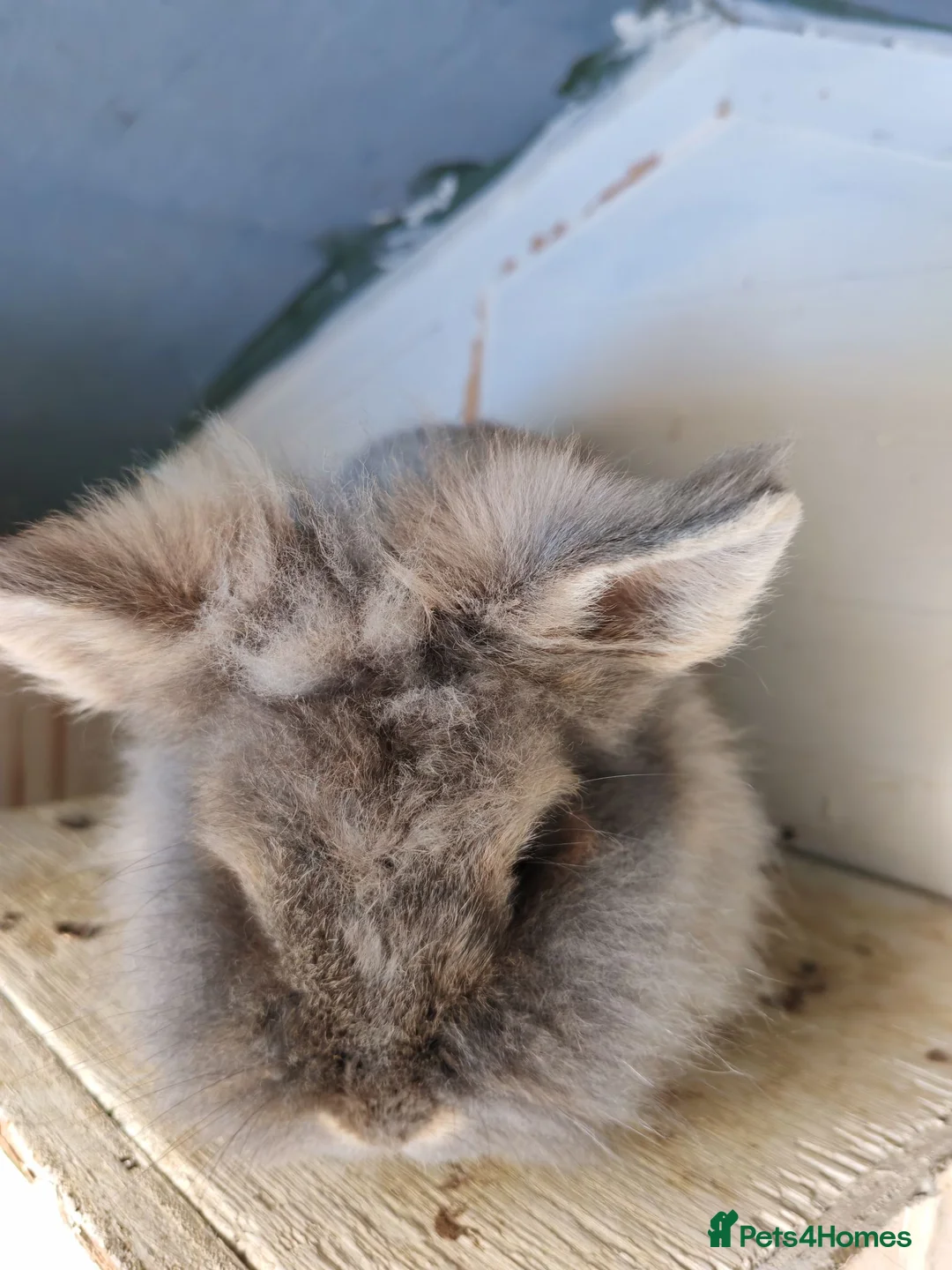 Lionhead rabbits for sale: Female lionhead Rabbit. - Advert 6