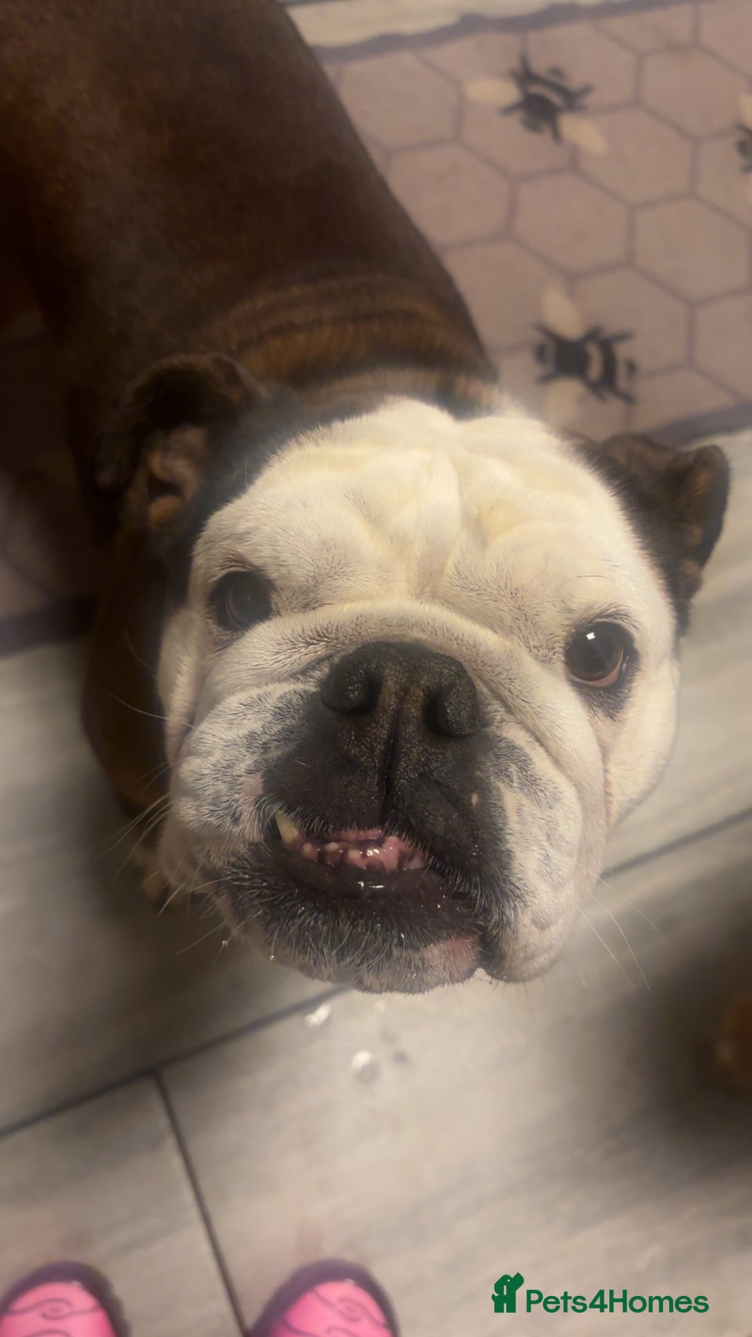 English Bulldog dogs for sale: English bulldog bitch  - Advert 2