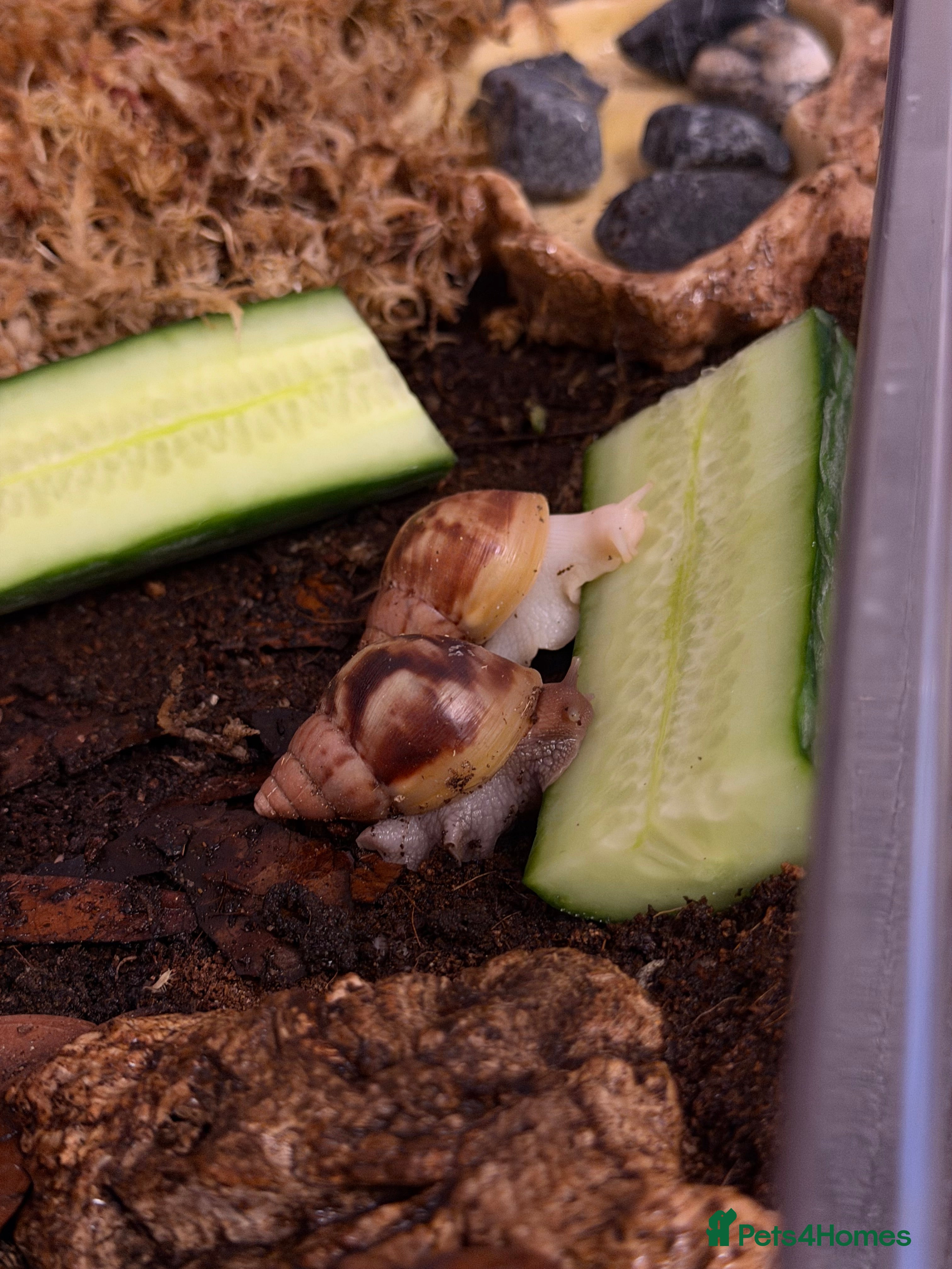 Snails invertebrates 2 Giant, Jade African Land Snails - Advert 10