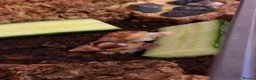 Snails invertebrates for sale: 2 Giant, Jade African Land Snails - Advert 1