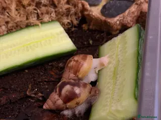 Snails invertebrates 2 Giant, Jade African Land Snails - Advert 10