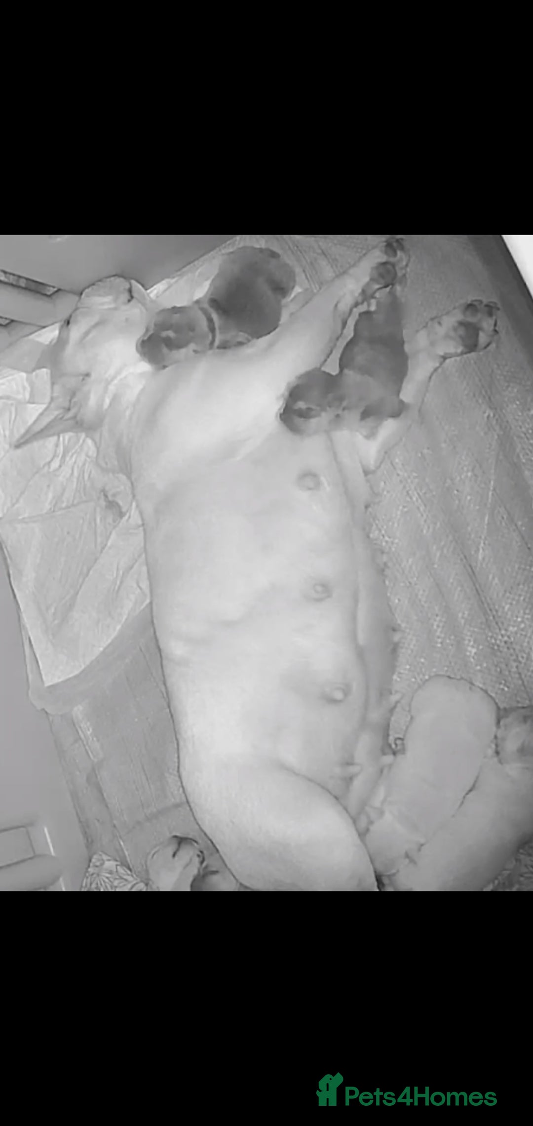 French Bulldog dogs for sale: Lovley frenchie puppies  - Image 9