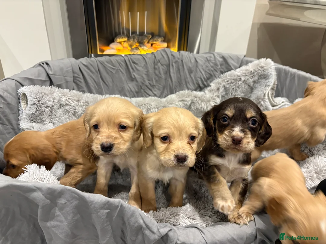 Cockapoo dogs for sale: F1 cockapoo - Advert 5