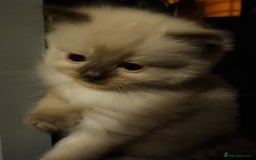 Ragdoll cats for sale: Ragdoll kittens  - Advert 10