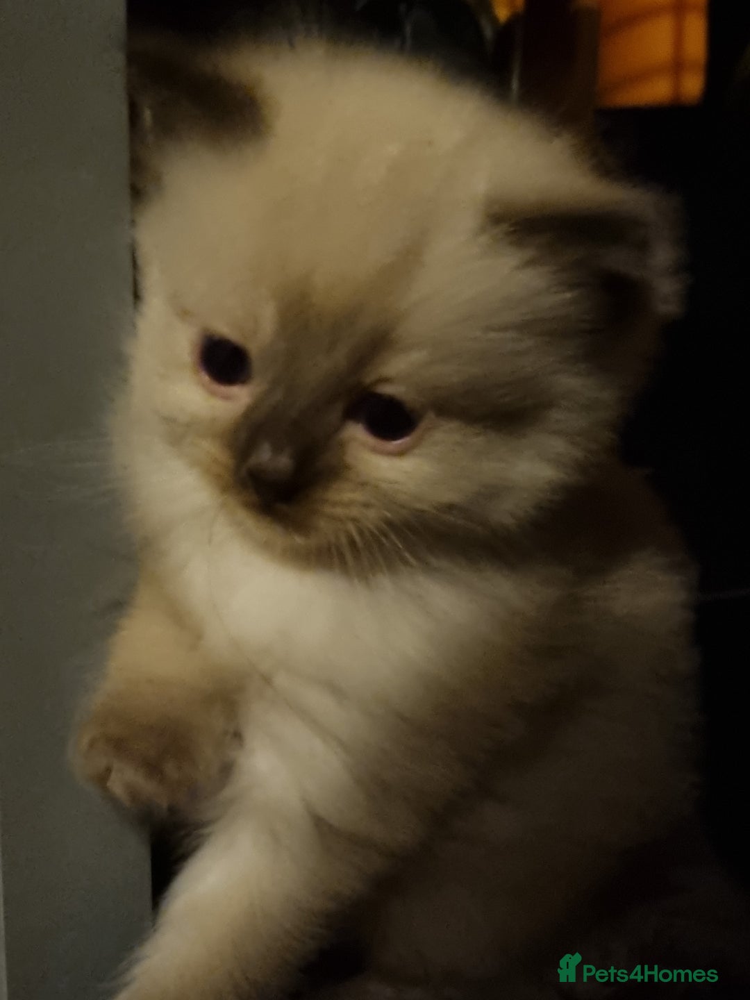 Ragdoll cats for sale: Ragdoll kittens  - Advert 10