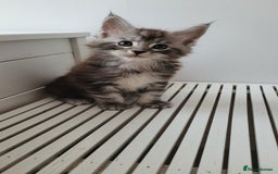 Maine Coon cats for sale: Tica registered maine coon kittens  - Image 22