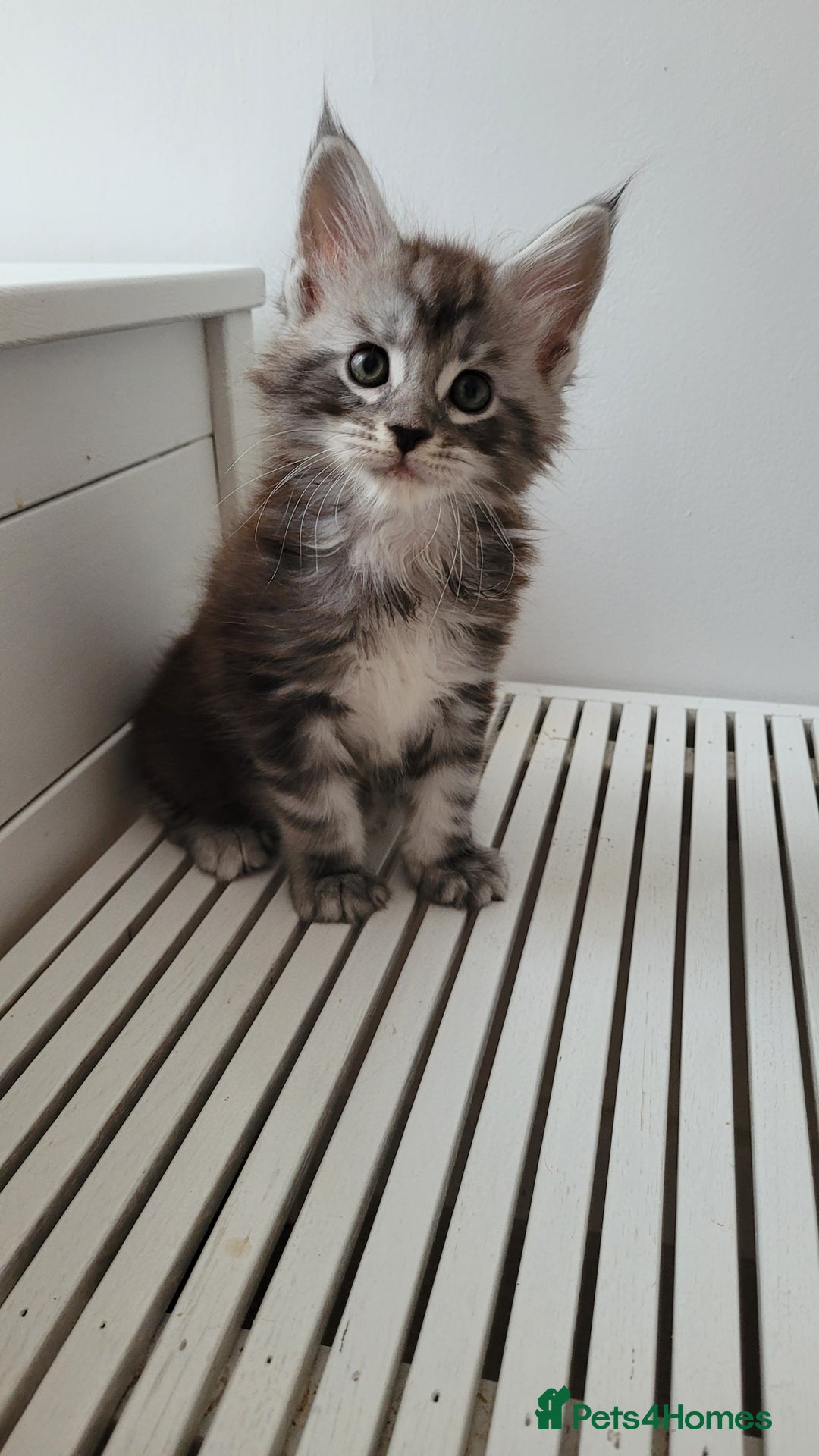Maine Coon cats for sale: Tica registered maine coon kittens  - Image 22