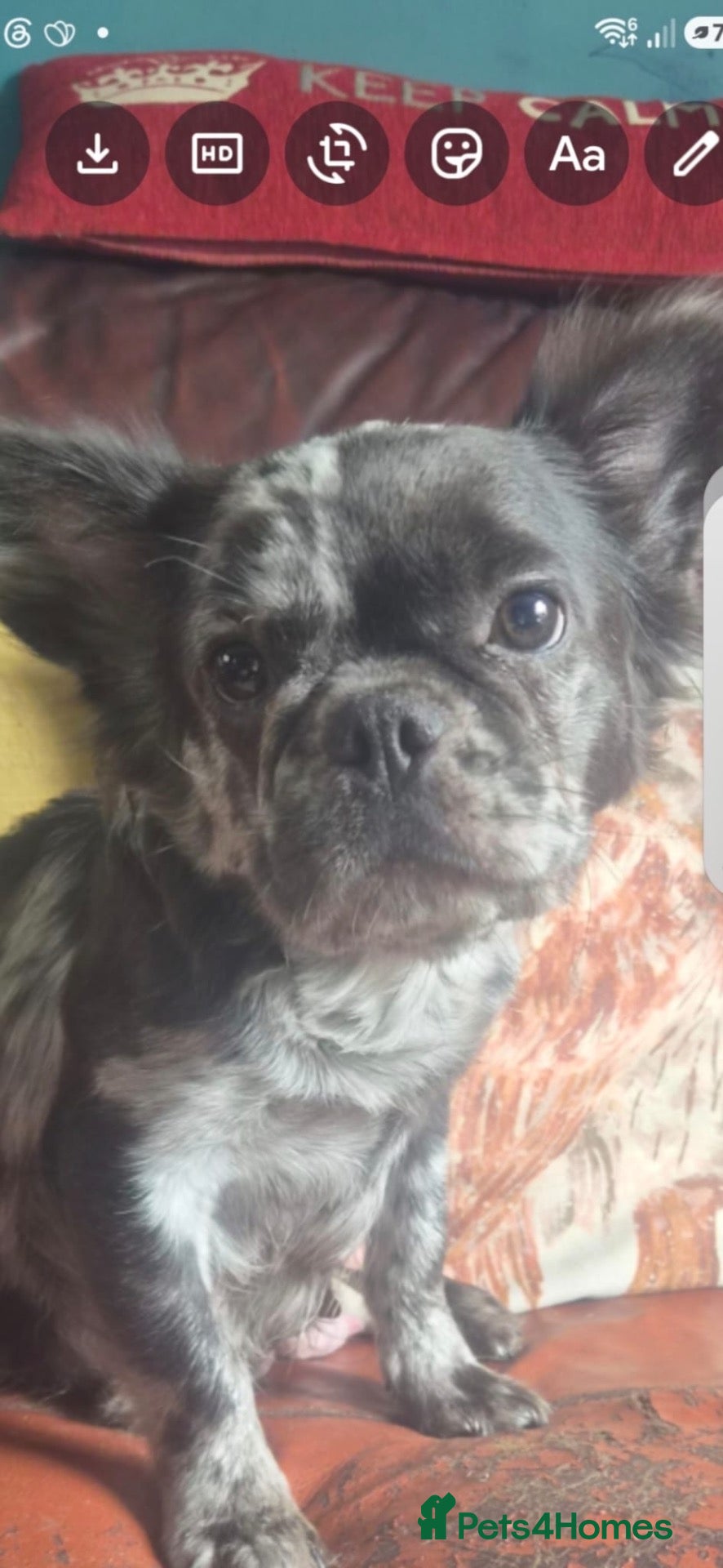 French Bulldog dogs Stunning Husky Koi French Bulldog Litter - Advert 1