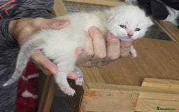 Savannah cats for sale: Savannah cross kittens - Image 1